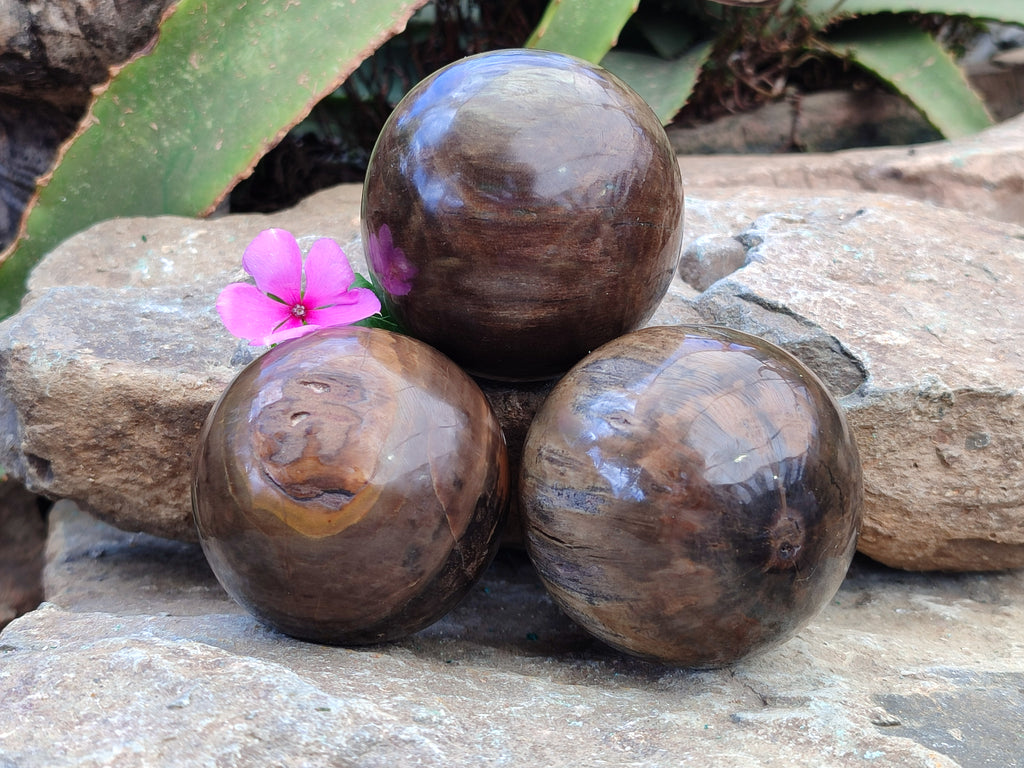 Polished Petrified Wood Spheres x 3 From Gokwe, Zimbabwe - Toprock Gemstones and Minerals 