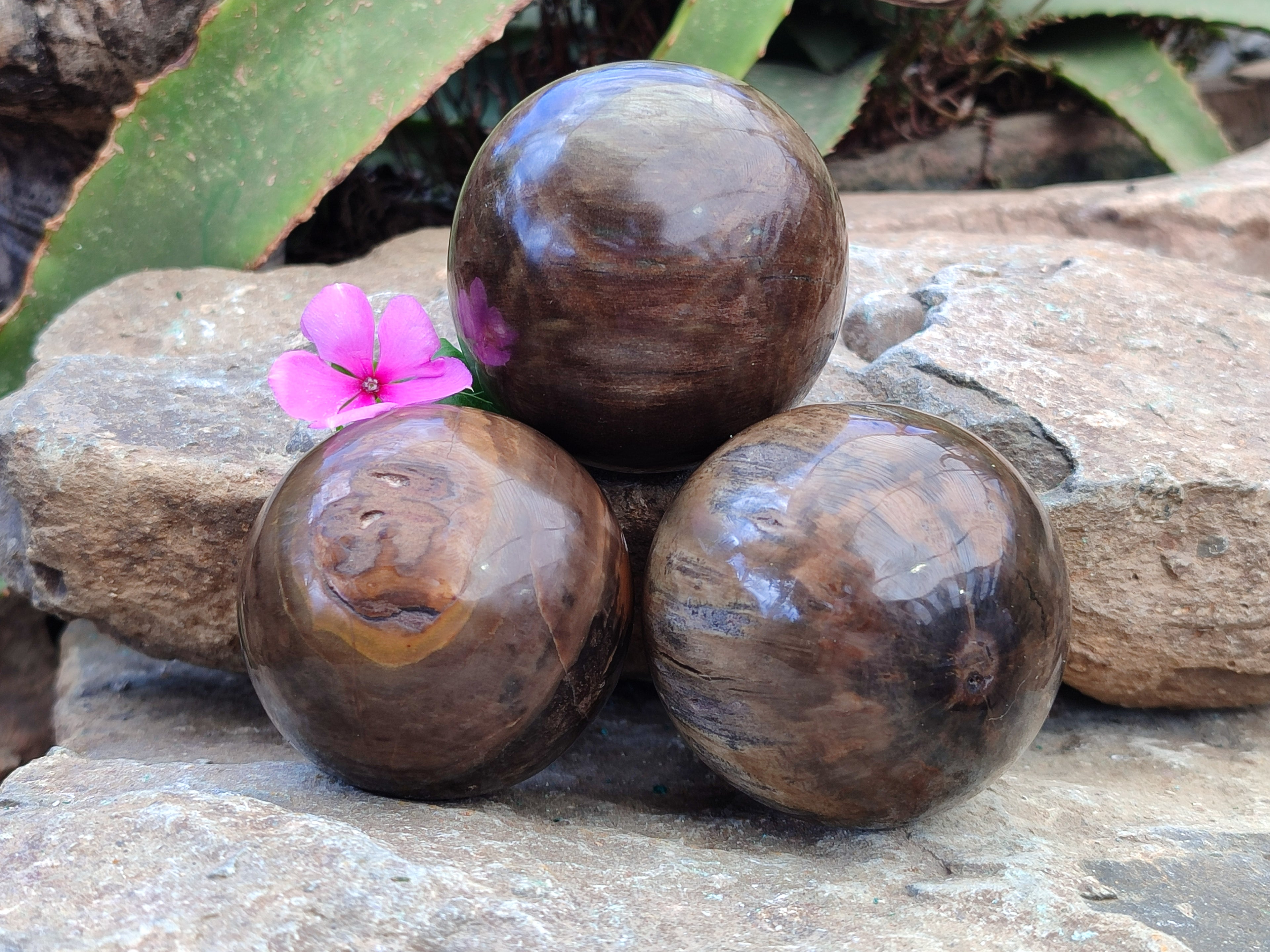 Polished Petrified Wood Spheres x 3 From Gokwe, Zimbabwe - Toprock Gemstones and Minerals 
