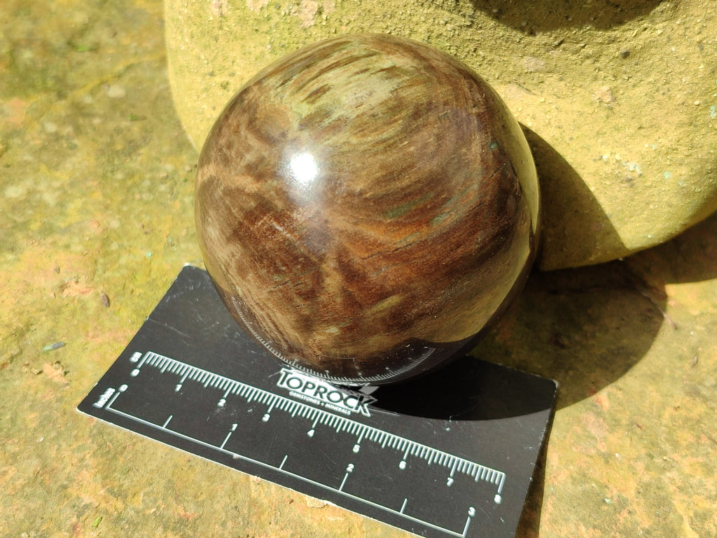 Polished Petrified Wood Spheres x 3 From Gokwe, Zimbabwe - Toprock Gemstones and Minerals 