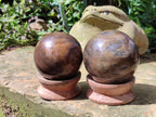 Polished Petrified Wood Spheres x 3 From Gokwe, Zimbabwe - Toprock Gemstones and Minerals 