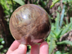 Polished Petrified Wood Spheres x 3 From Gokwe, Zimbabwe - Toprock Gemstones and Minerals 