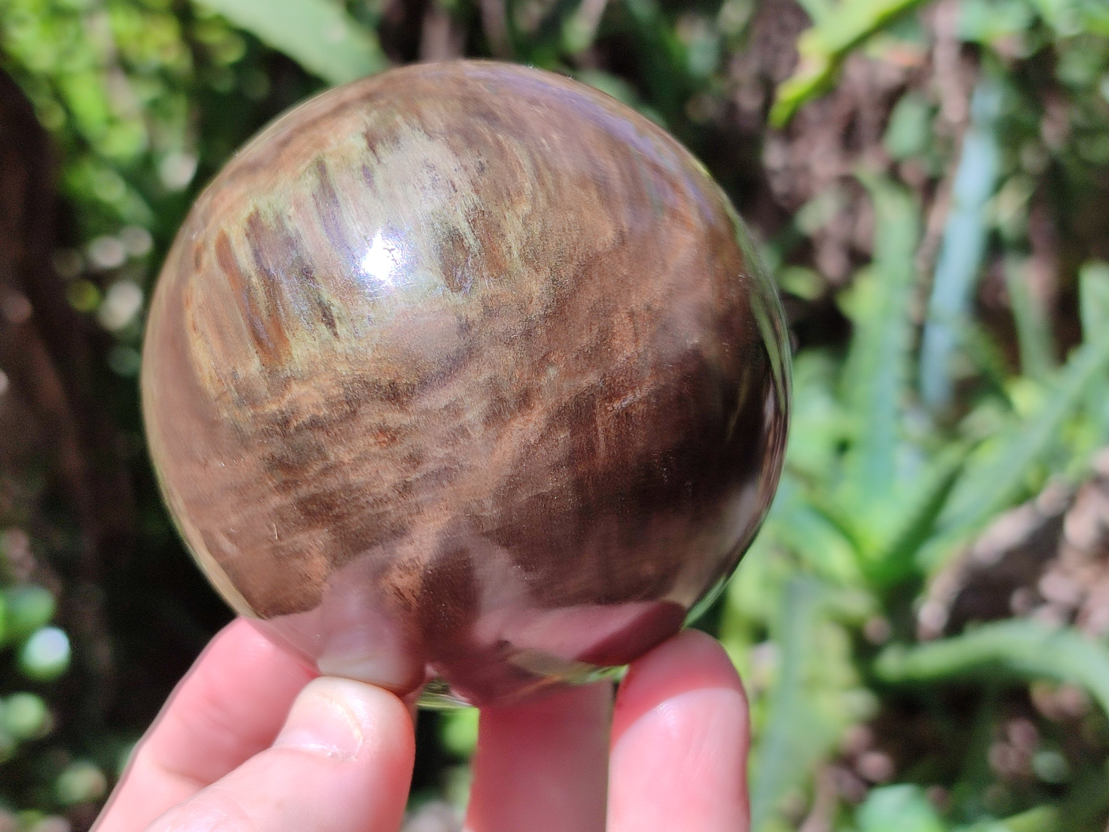 Polished Petrified Wood Spheres x 3 From Gokwe, Zimbabwe - Toprock Gemstones and Minerals 