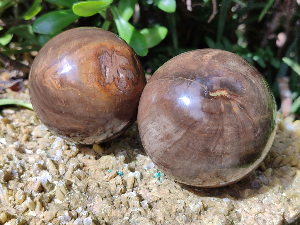 Polished Petrified Wood Spheres x 3 From Gokwe, Zimbabwe - Toprock Gemstones and Minerals 