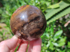 Polished Petrified Wood Spheres x 3 From Gokwe, Zimbabwe - Toprock Gemstones and Minerals 