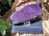 Polished On One Side Purpurite Specimens x 6 From Namibia - Toprock Gemstones and Minerals 
