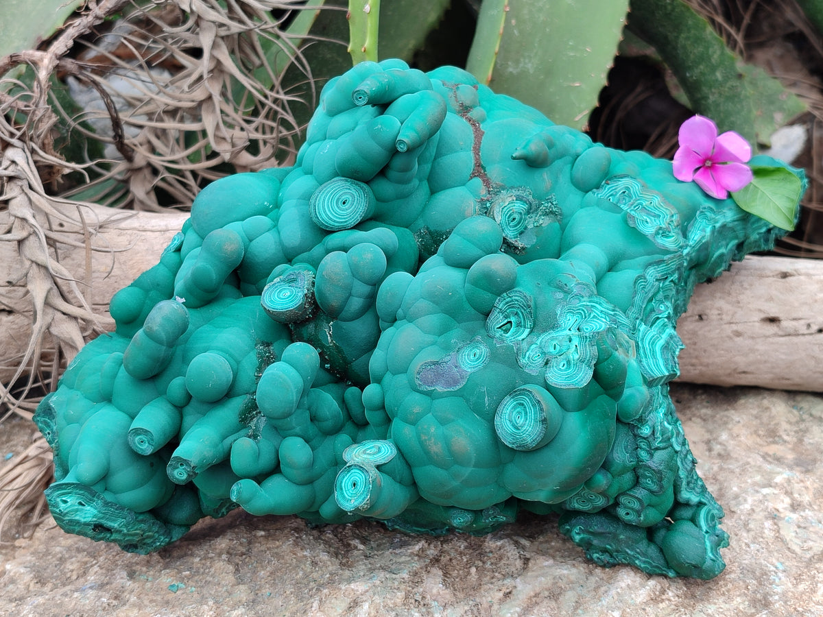 Natural Botryoidal Malachite Specimens x 1 From Congo - Toprock Gemstones and Minerals 