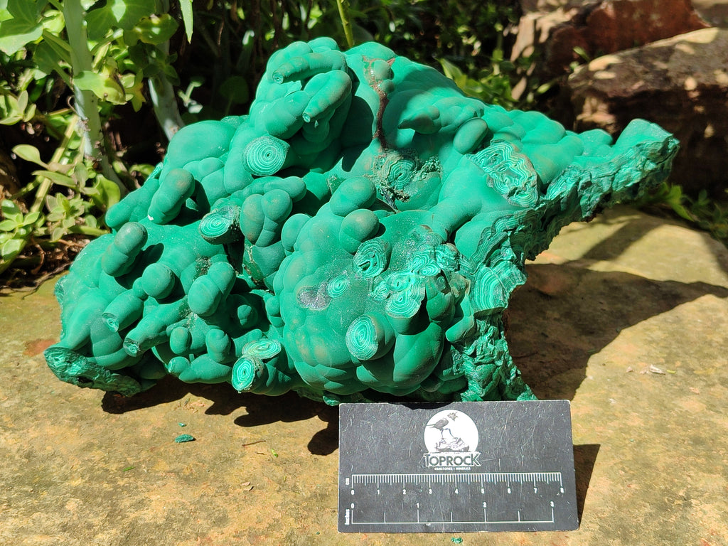 Natural Botryoidal Malachite Specimens x 1 From Congo - Toprock Gemstones and Minerals 