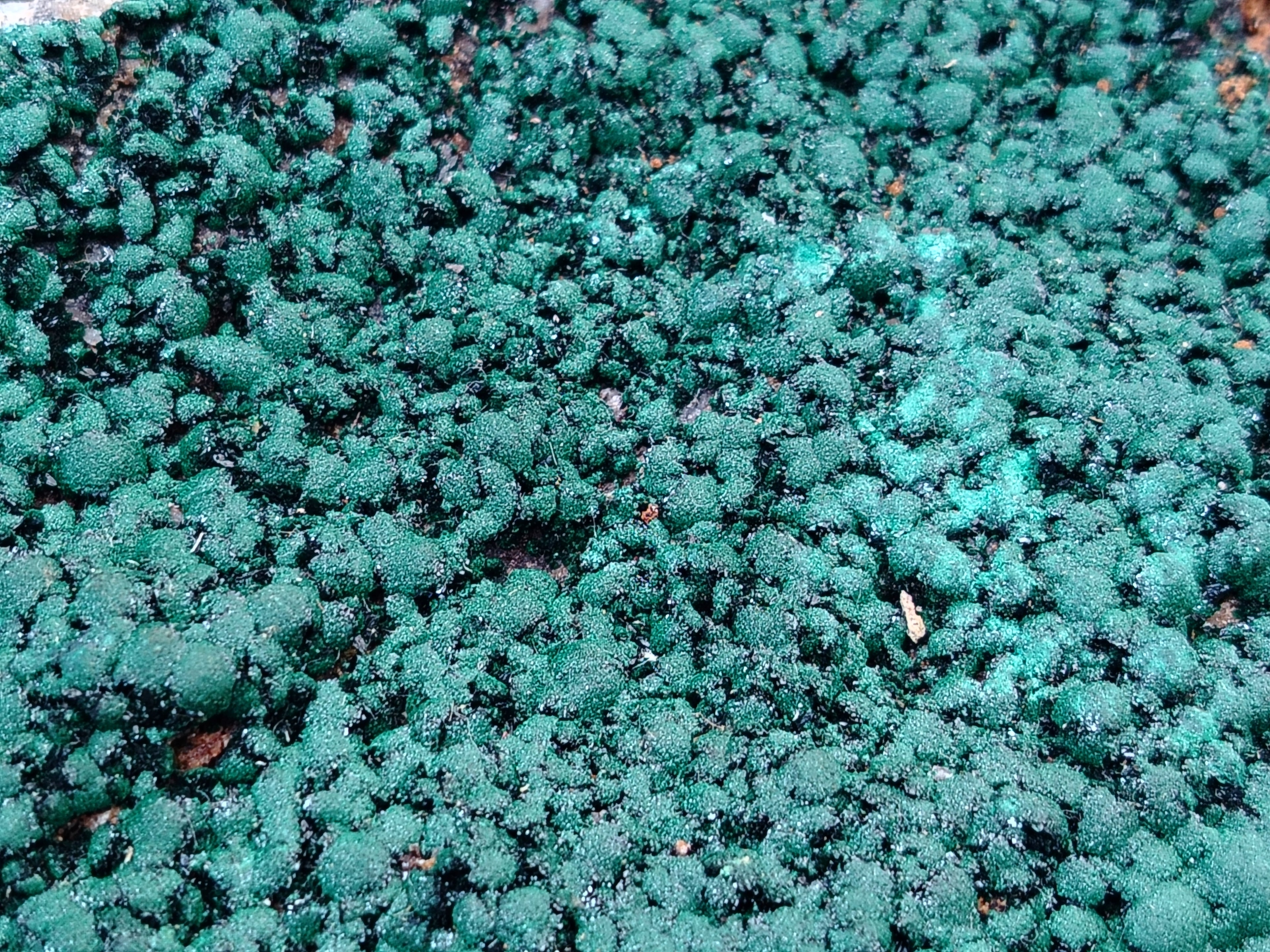 Natural Botryoidal Malachite Specimens x 2 From Congo - Toprock Gemstones and Minerals 