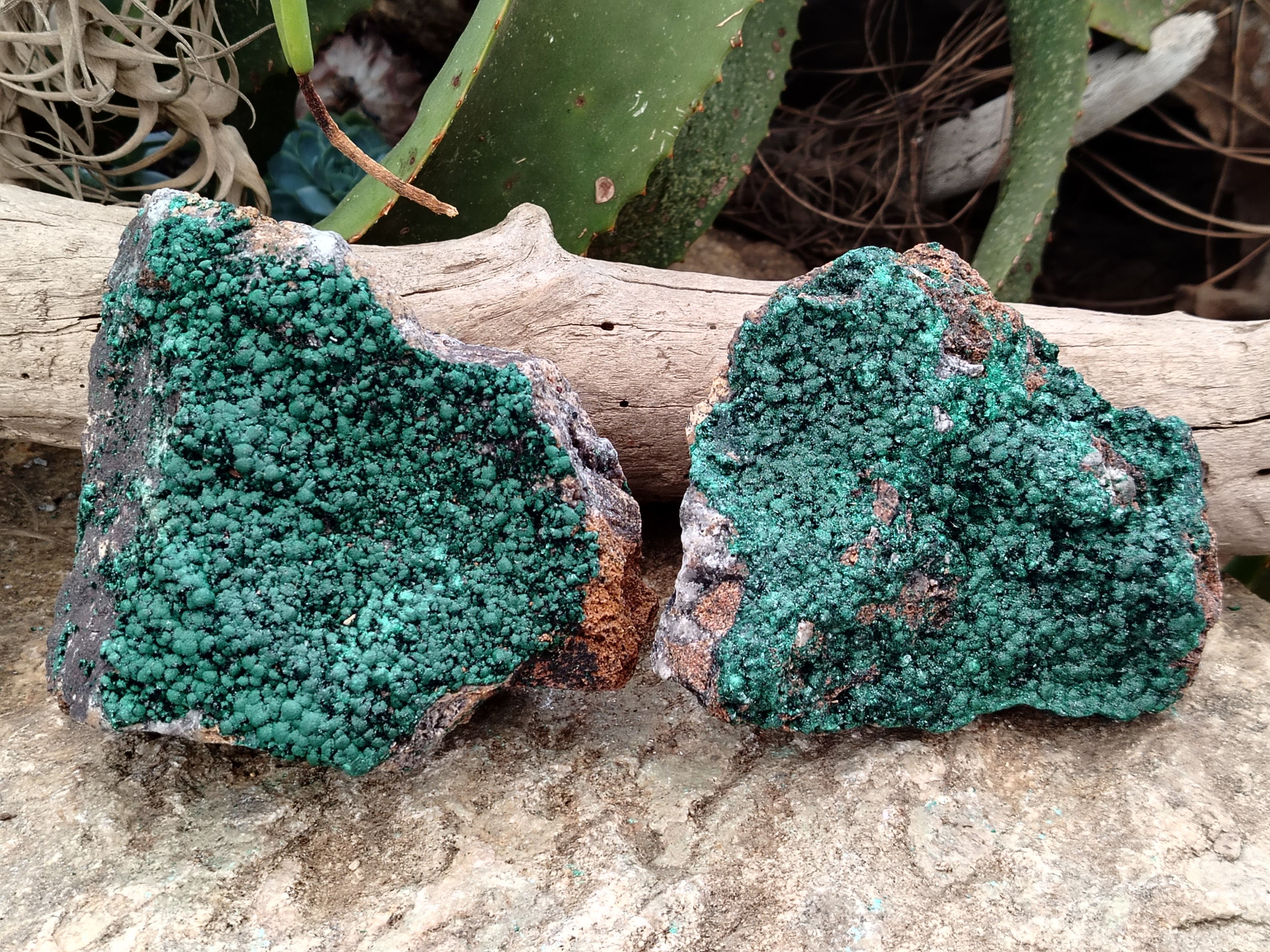 Natural Botryoidal Malachite Specimens x 2 From Congo - Toprock Gemstones and Minerals 