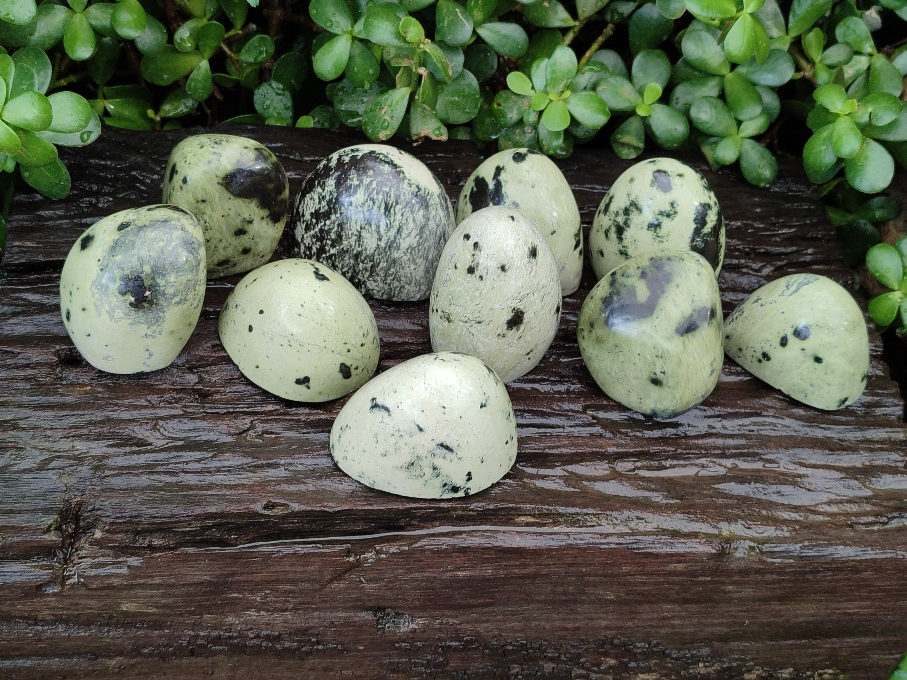 Natural Amethystos Amethyst Plates x 12 From Kwaggafontein, South Africa - Toprock Gemstones and Minerals 