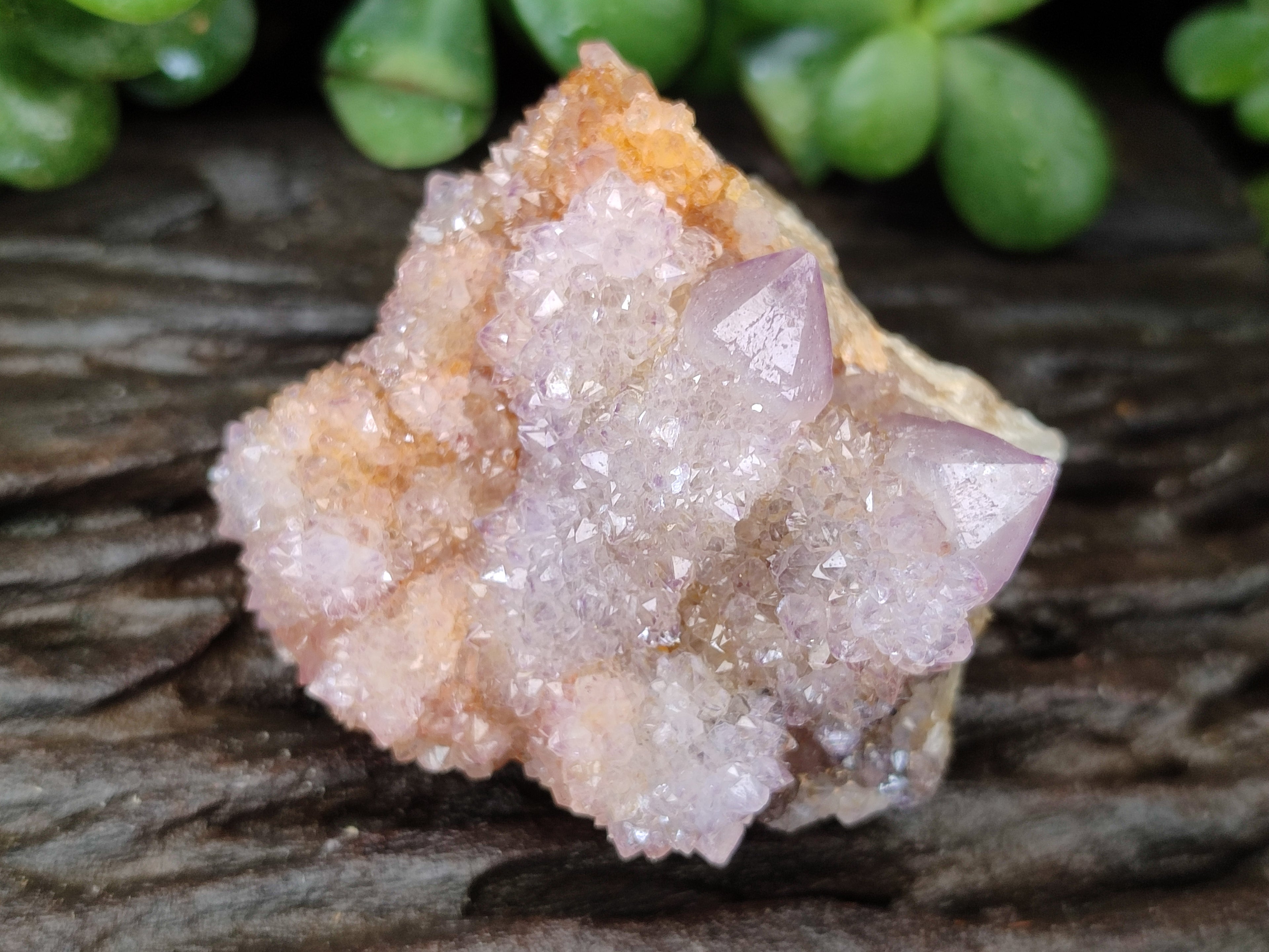Natural Ametrine Spirit Quartz Clusters x 12 From Boekenhouthoek, South Africa - Toprock Gemstones and Minerals 