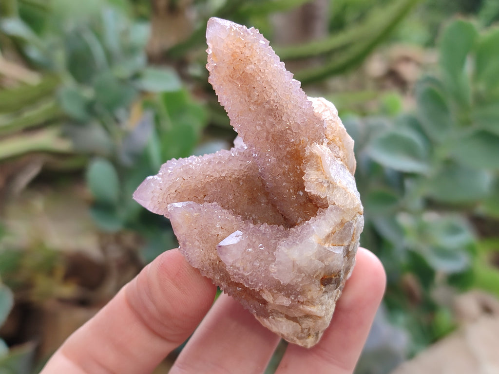 Natural Ametrine Spirit Quartz Clusters x 12 From Boekenhouthoek, South Africa - Toprock Gemstones and Minerals 