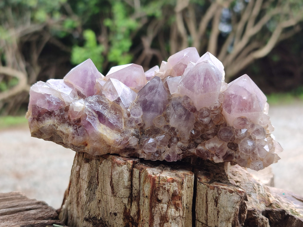 Natural Ametrine Spirit Quartz Clusters x 2 From Boekenhouthoek, South Africa - Toprock Gemstones and Minerals 