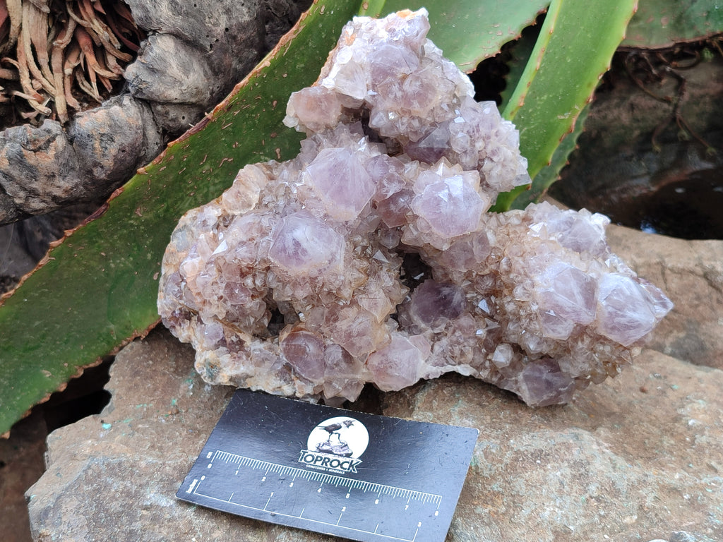 Natural Ametrine Spirit Quartz Clusters x 2 From Boekenhouthoek, South Africa - Toprock Gemstones and Minerals 