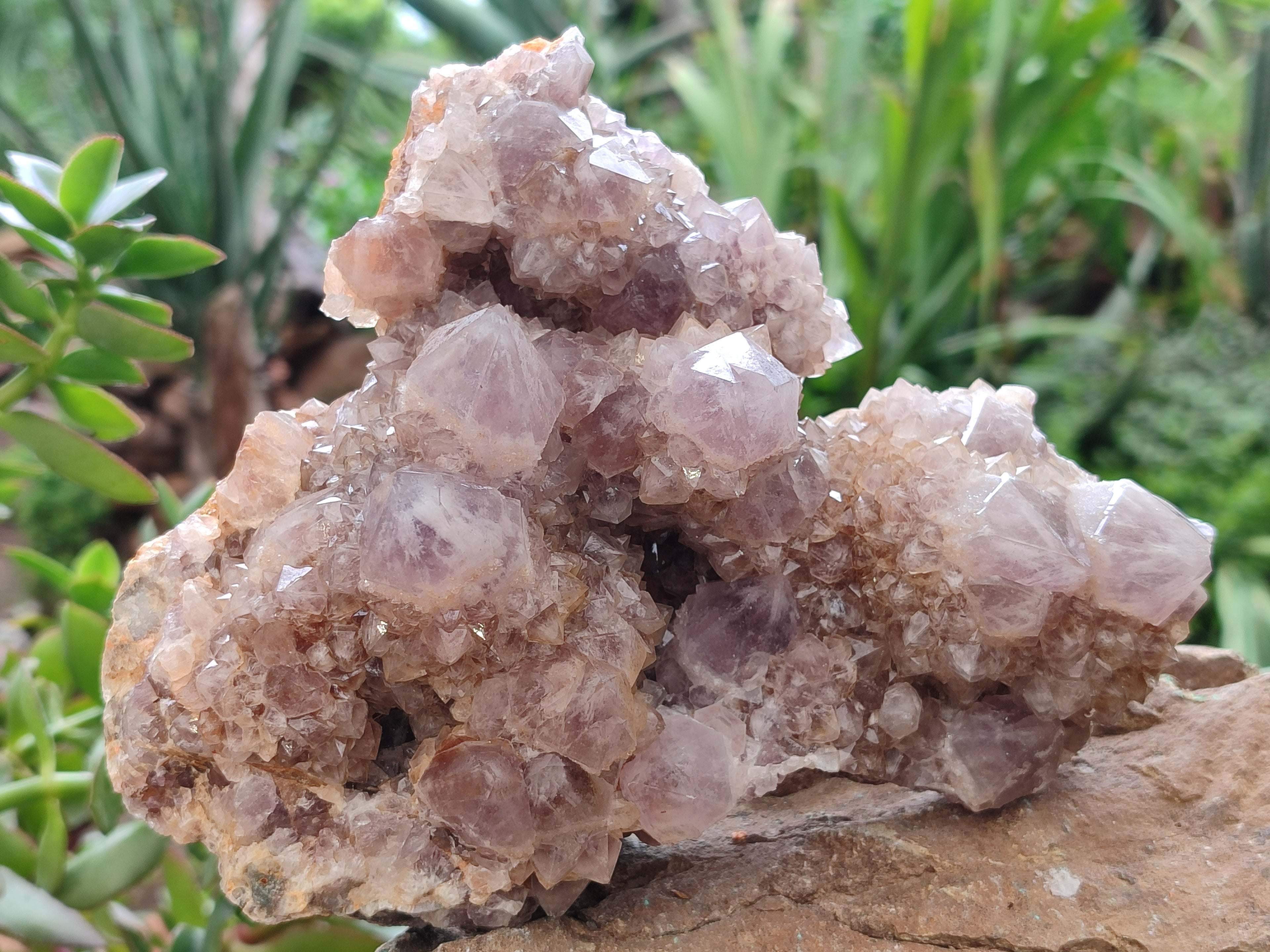Natural Ametrine Spirit Quartz Clusters x 2 From Boekenhouthoek, South Africa - Toprock Gemstones and Minerals 