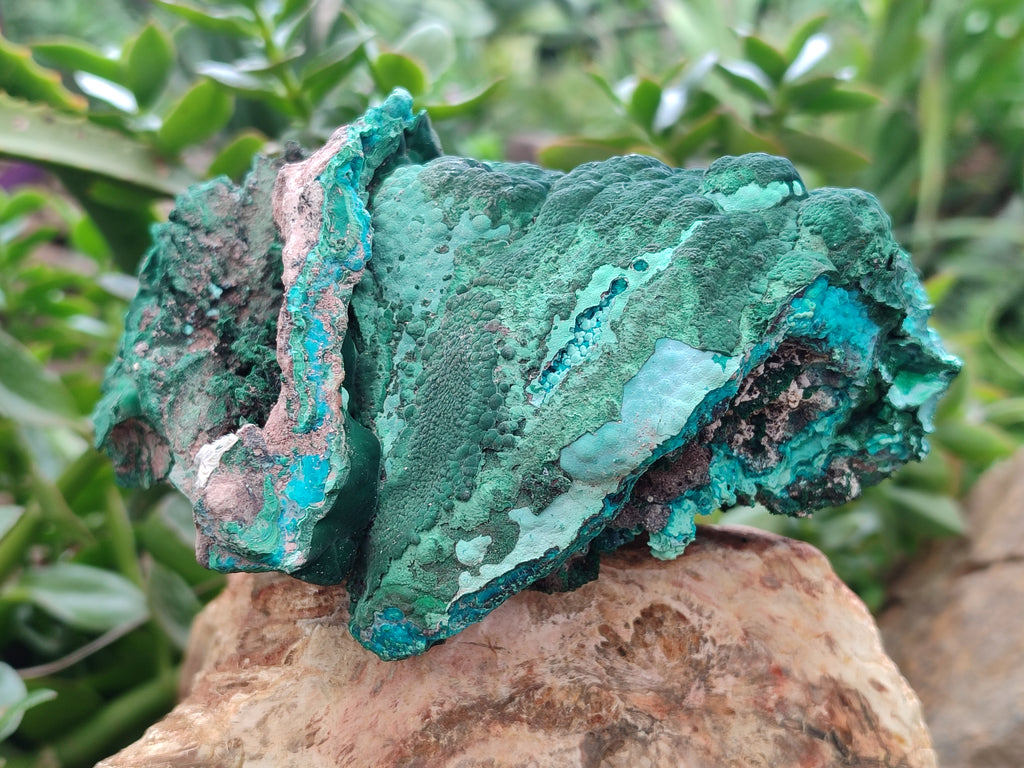 Natural Botryoidal Malacolla Specimens x 1 From Kulukuluku, Congo - Toprock Gemstones and Minerals 