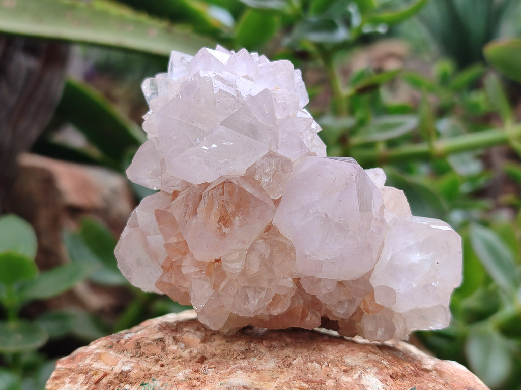 Natural Amethyst Spirit Quartz Clusters x 6 From Boekenhouthoek, South Africa - Toprock Gemstones and Minerals 