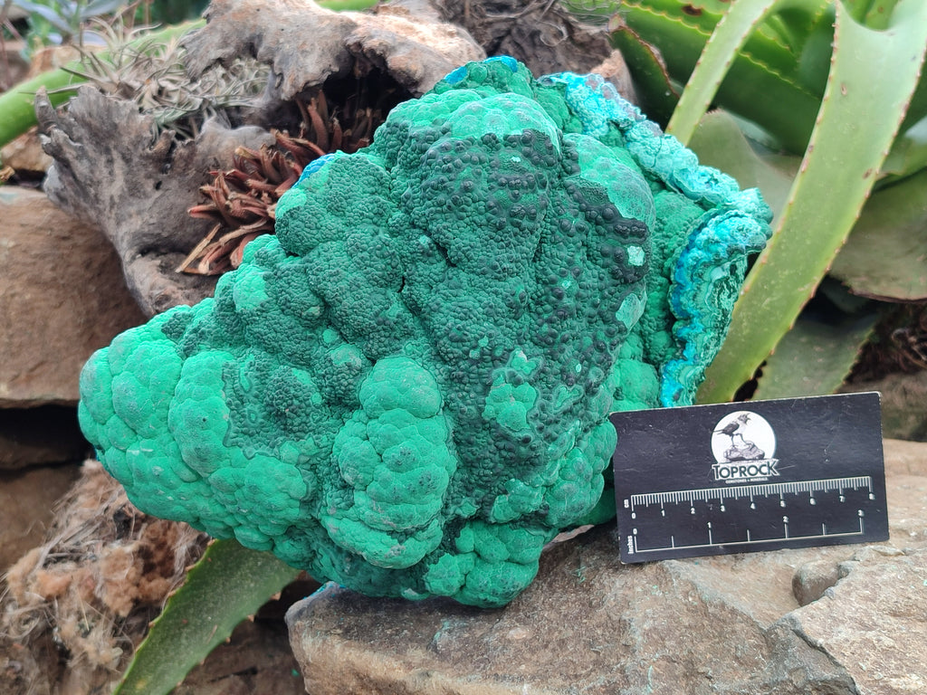 Natural Botryoidal Malacolla Specimens x 1 From Kulukuluku, Congo - Toprock Gemstones and Minerals 