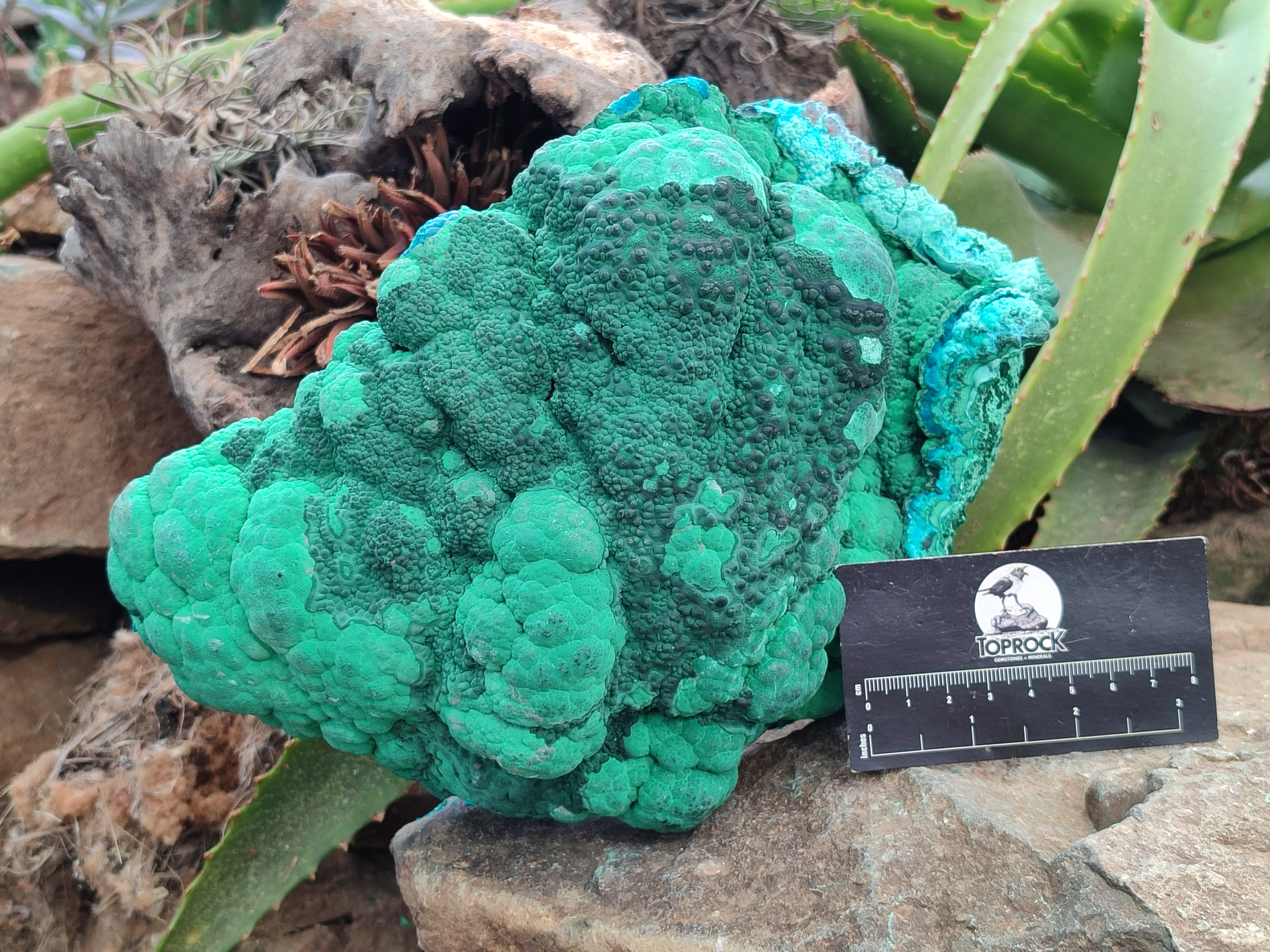 Natural Botryoidal Malacolla Specimens x 1 From Kulukuluku, Congo - Toprock Gemstones and Minerals 