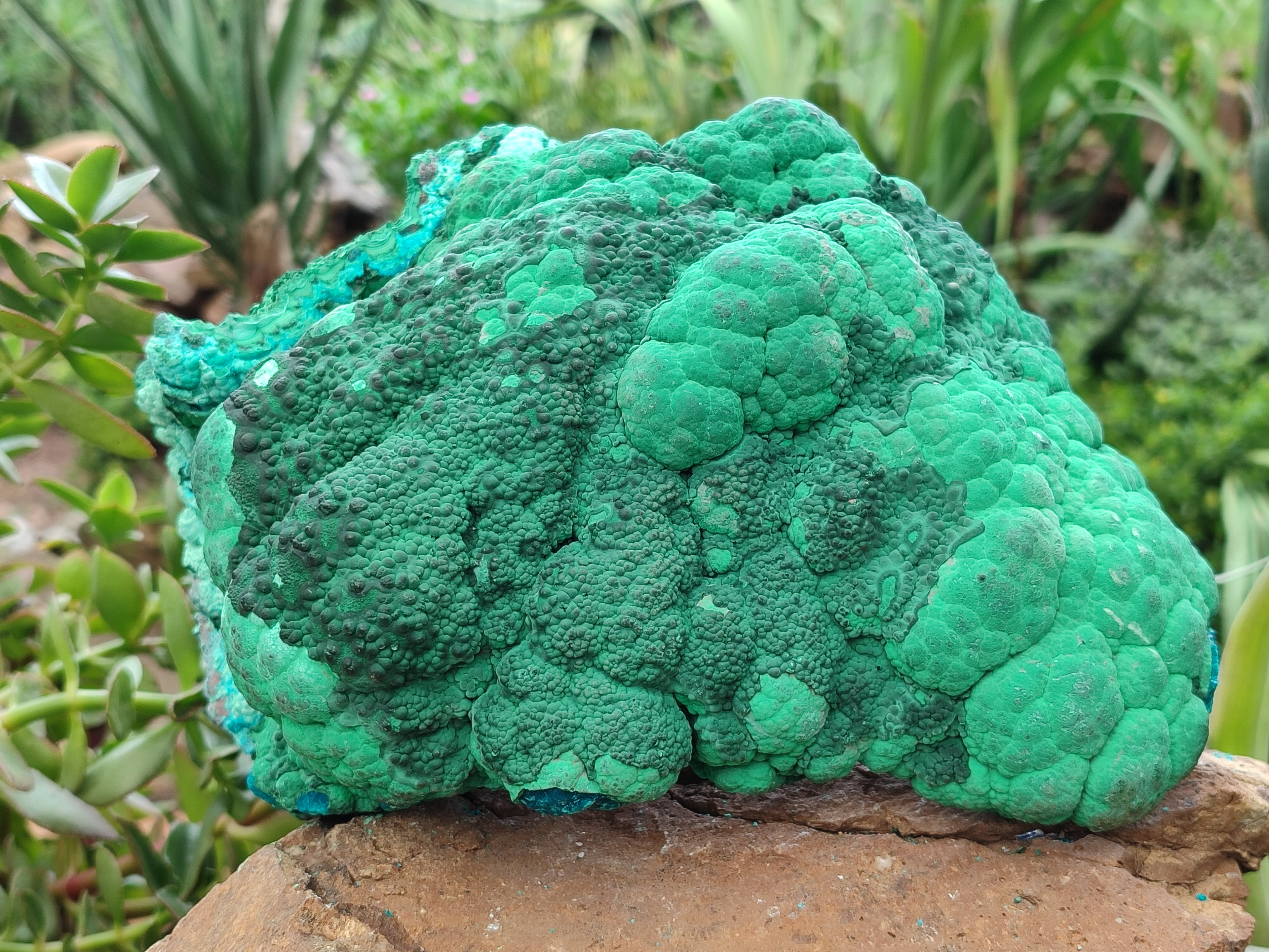 Natural Botryoidal Malacolla Specimens x 1 From Kulukuluku, Congo - Toprock Gemstones and Minerals 