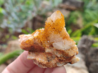 Natural Golden Solar Spirit Quartz Clusters x 35 From Boekenhouthoek, South Africa - Toprock Gemstones and Minerals 