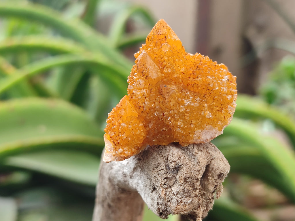 Natural Golden Solar Spirit Quartz Clusters x 35 From Boekenhouthoek, South Africa - Toprock Gemstones and Minerals 