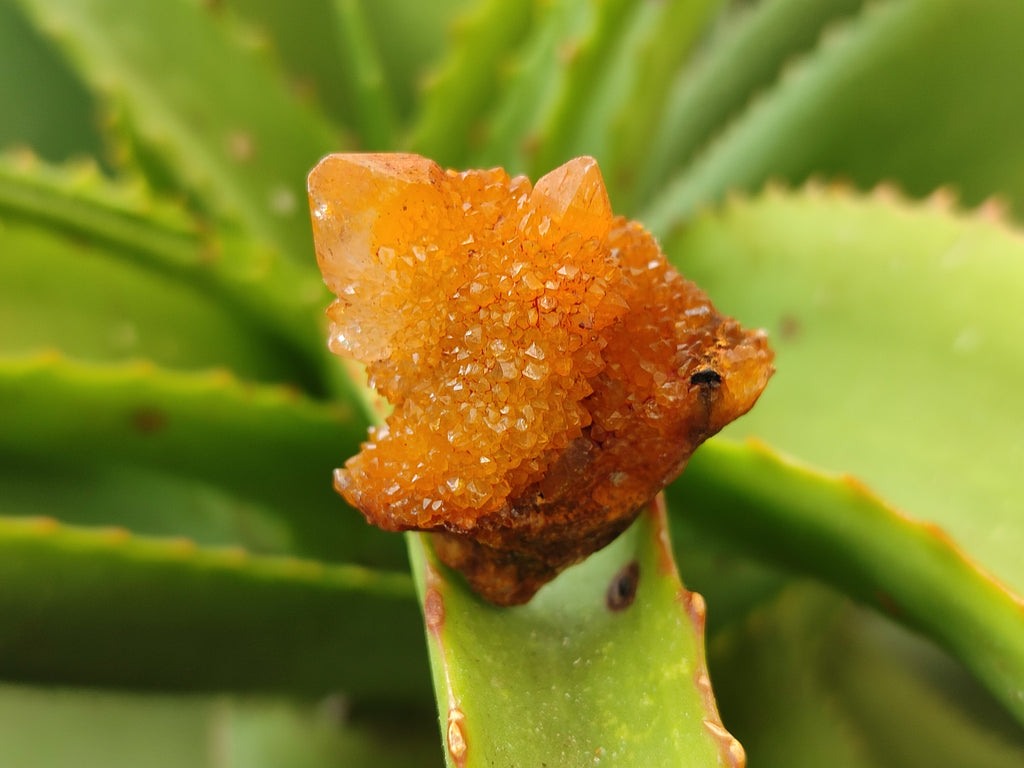 Natural Golden Solar Spirit Quartz Clusters x 35 From Boekenhouthoek, South Africa - Toprock Gemstones and Minerals 