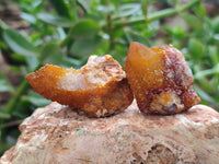 Natural Golden Solar Spirit Quartz Clusters x 35 From Boekenhouthoek, South Africa - Toprock Gemstones and Minerals 