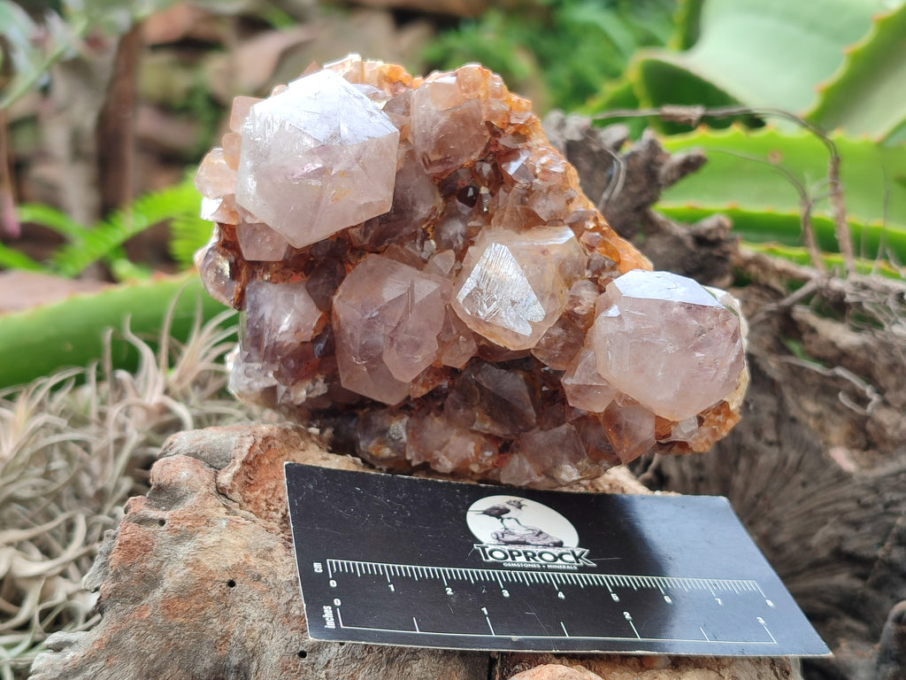 Natural Smokey Amethyst Spirit Quartz Clusters x 4 From Boekenhouthoek, South Africa - Toprock Gemstones and Minerals 