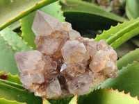 Natural Smokey Amethyst Spirit Quartz Clusters x 4 From Boekenhouthoek, South Africa - Toprock Gemstones and Minerals 