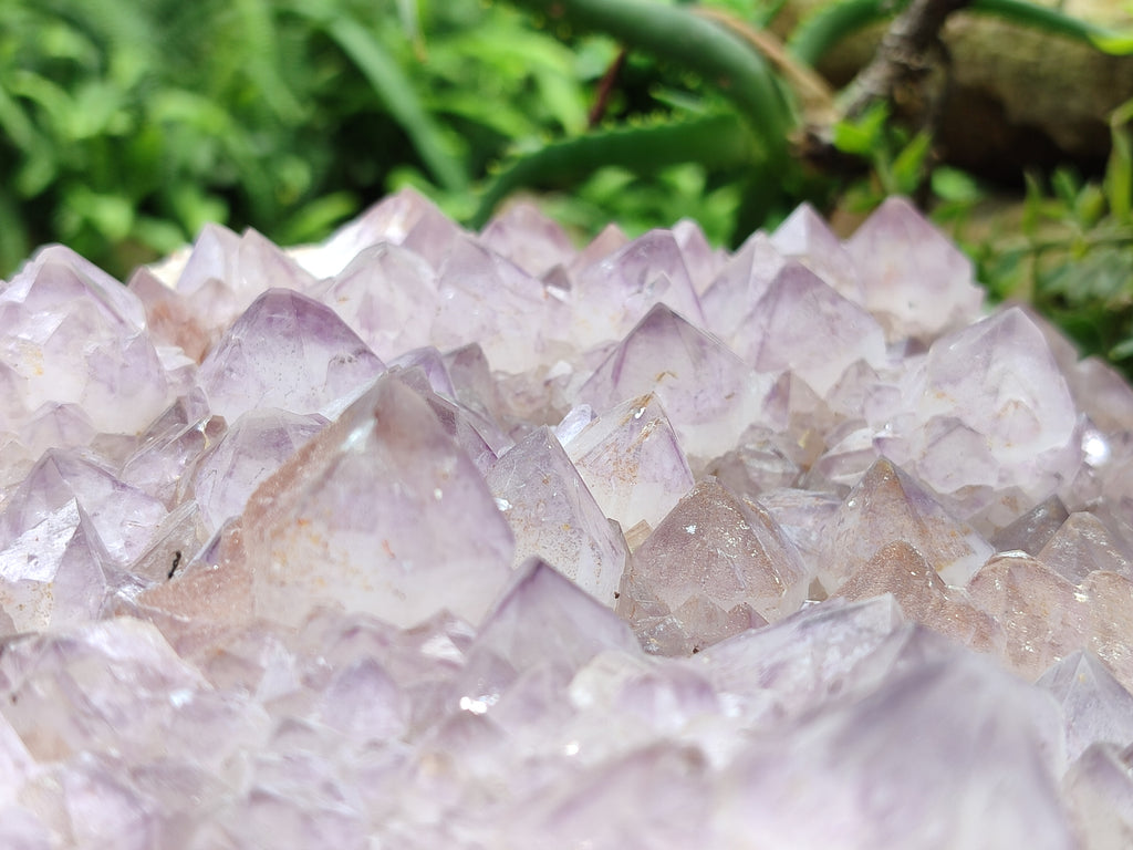 Natural Amethyst Cactus Spirit Quartz Cluster x 1 From Boekenhouthoek, South Africa - Toprock Gemstones and Minerals 