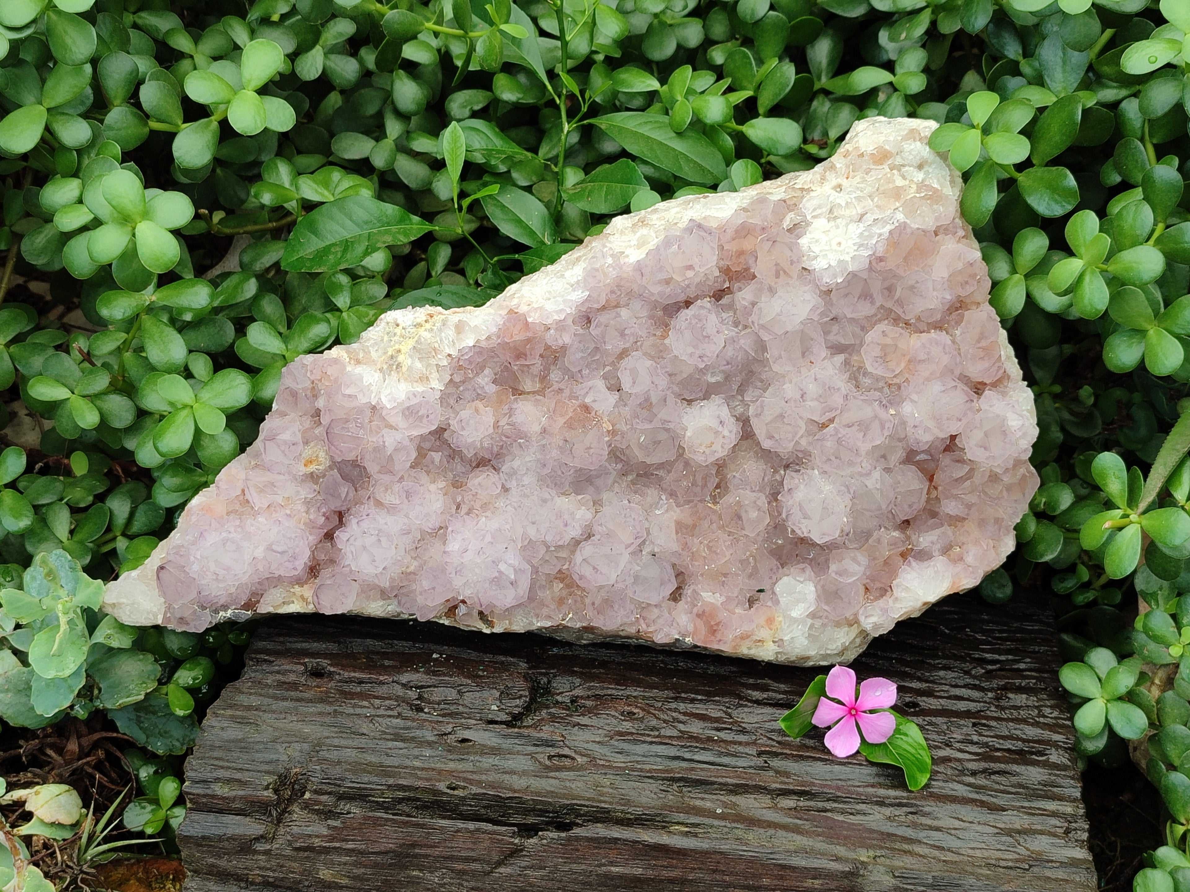 Natural Amethyst Cactus Spirit Quartz Cluster x 1 From Boekenhouthoek, South Africa - Toprock Gemstones and Minerals 