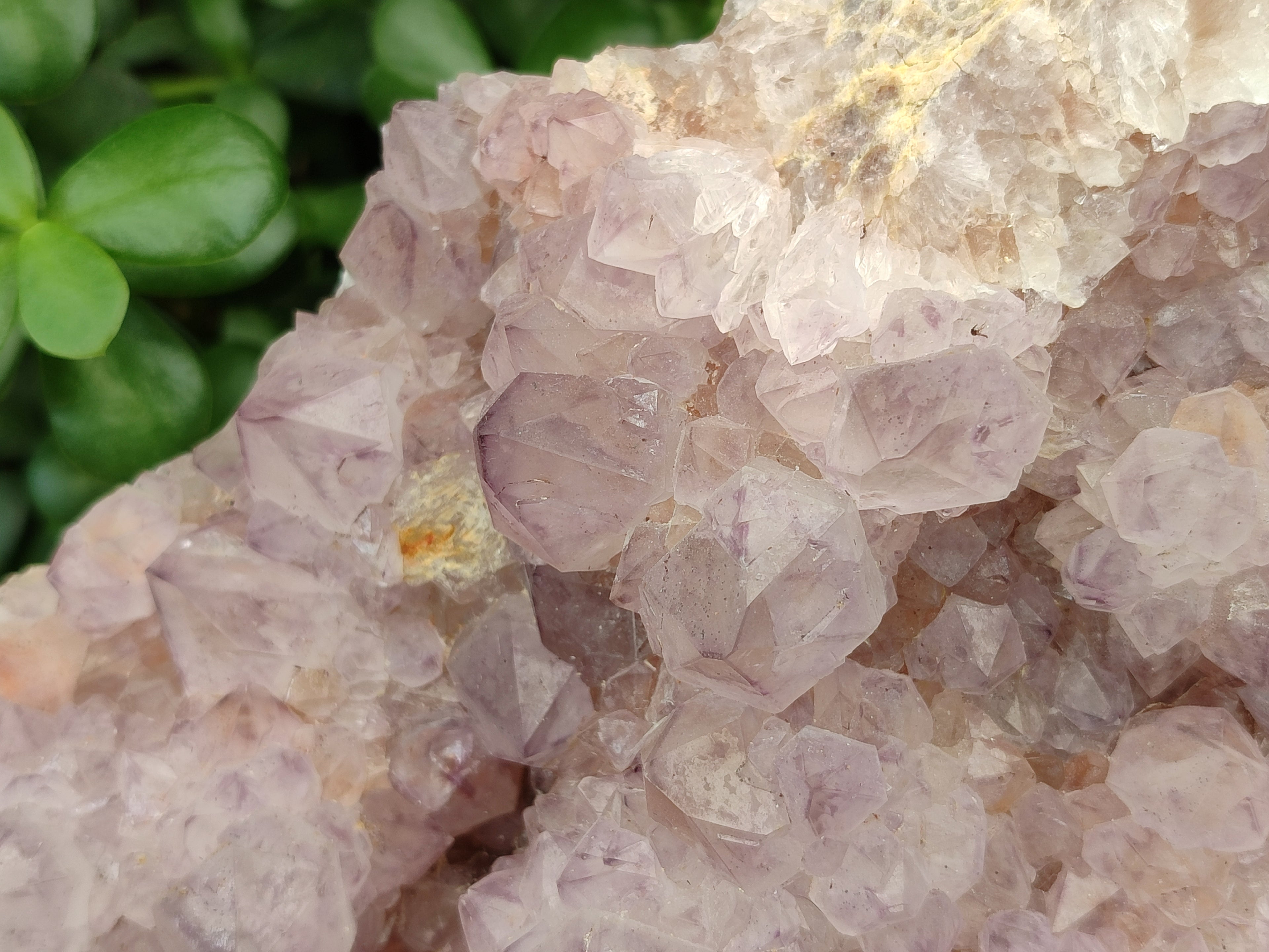 Natural Amethyst Cactus Spirit Quartz Cluster x 1 From Boekenhouthoek, South Africa - Toprock Gemstones and Minerals 