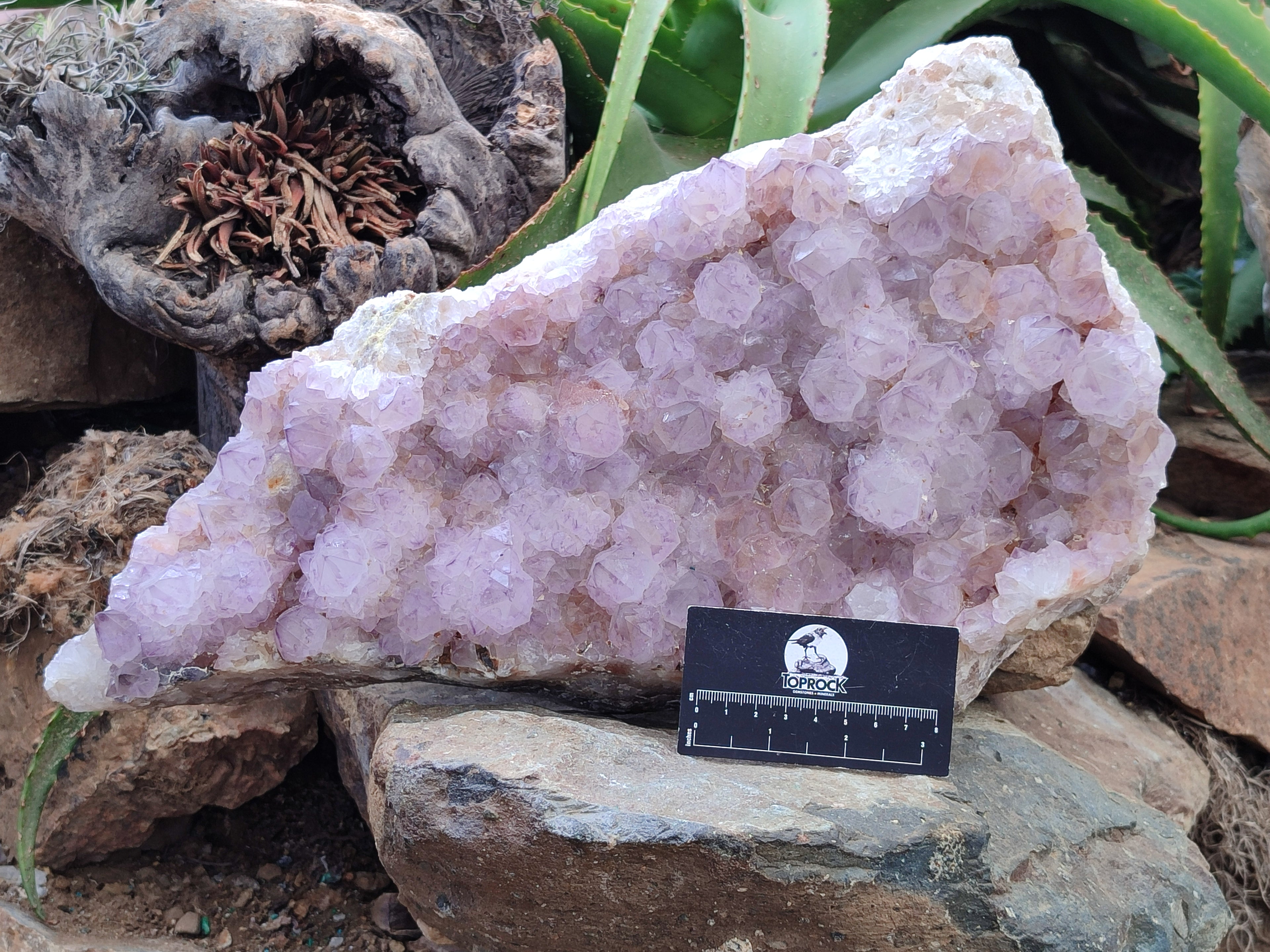 Natural Amethyst Cactus Spirit Quartz Cluster x 1 From Boekenhouthoek, South Africa - Toprock Gemstones and Minerals 