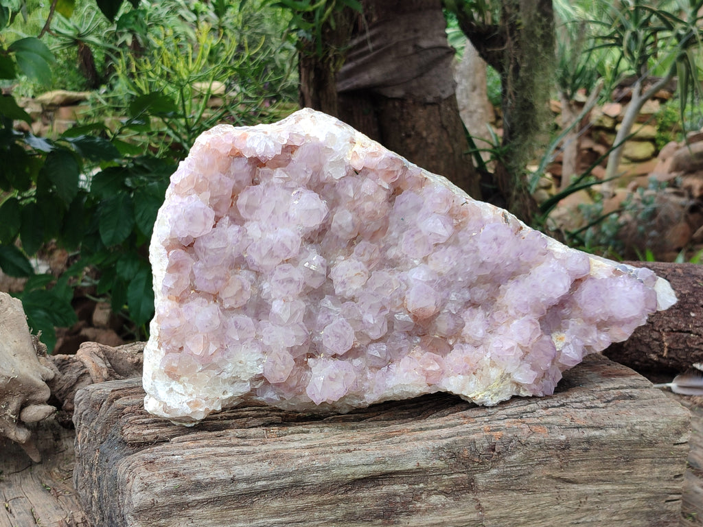 Natural Amethyst Cactus Spirit Quartz Cluster x 1 From Boekenhouthoek, South Africa - Toprock Gemstones and Minerals 
