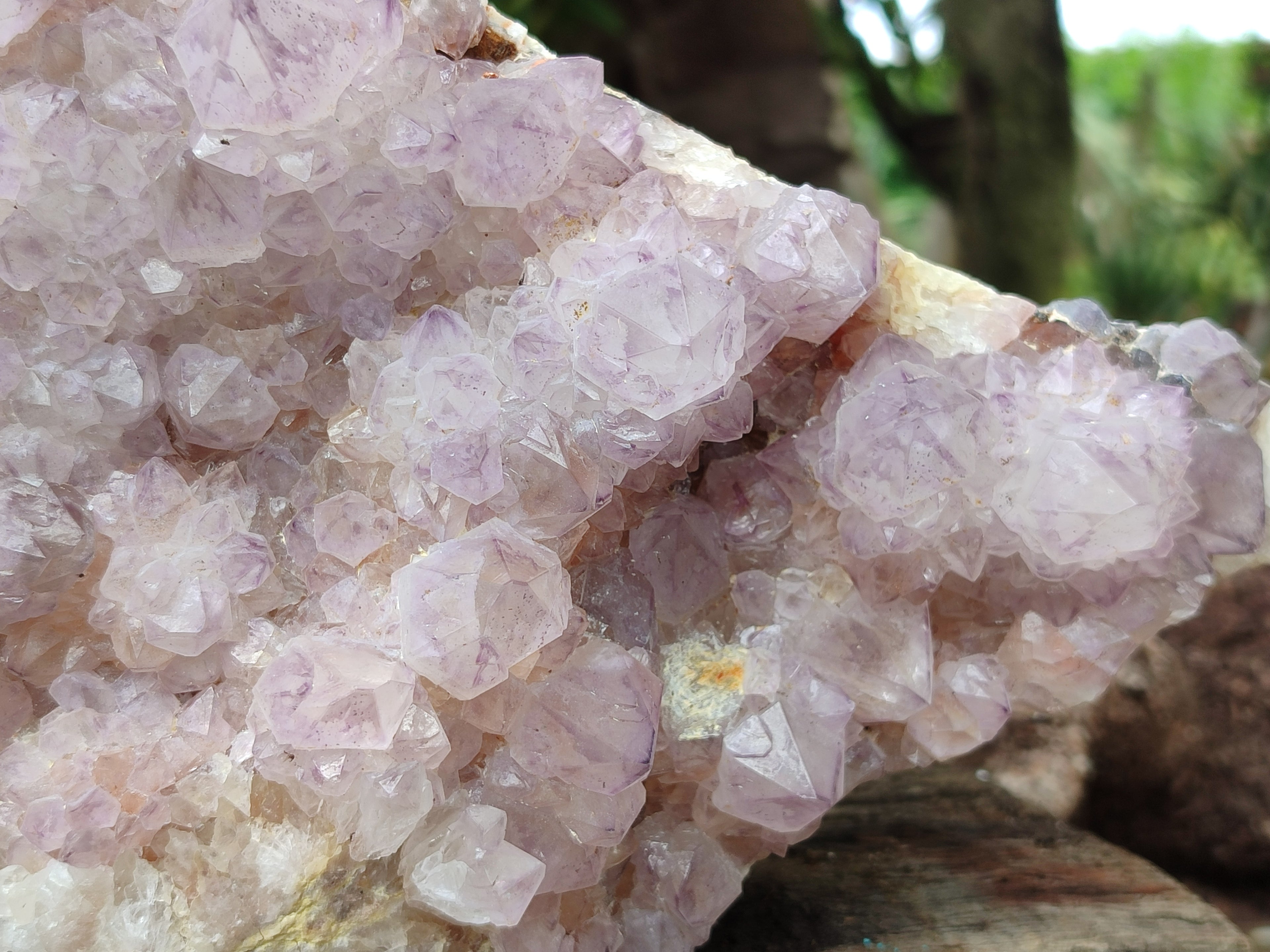 Natural Amethyst Cactus Spirit Quartz Cluster x 1 From Boekenhouthoek, South Africa - Toprock Gemstones and Minerals 