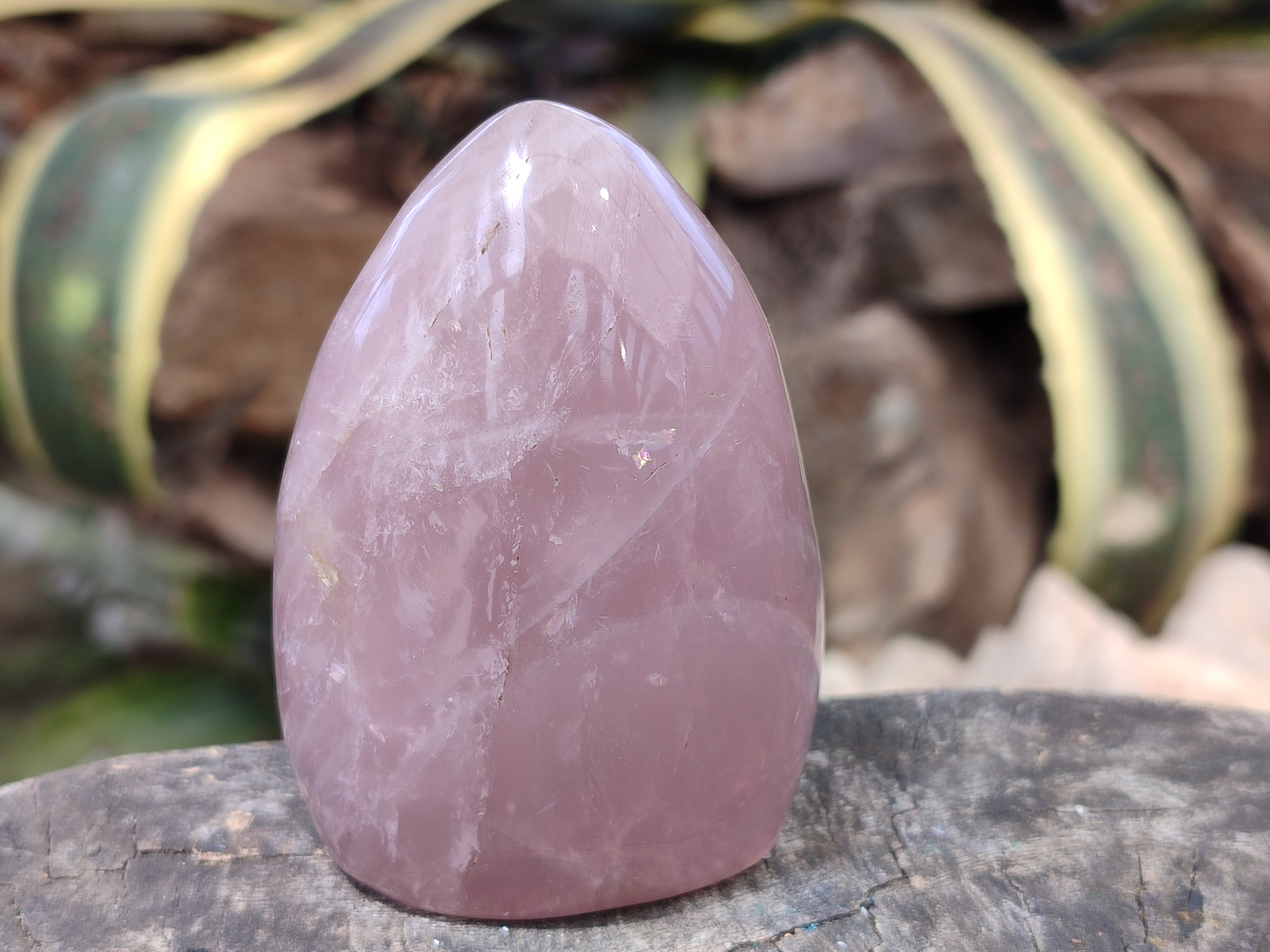 Polished Rose Quartz Standing Free Forms x 6 From Ambatondrazaka, Madagascar - Toprock Gemstones and Minerals 