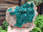 Natural Dioptase On Dolomite Specimens x 1 From Likasi, Congo - Toprock Gemstones and Minerals 