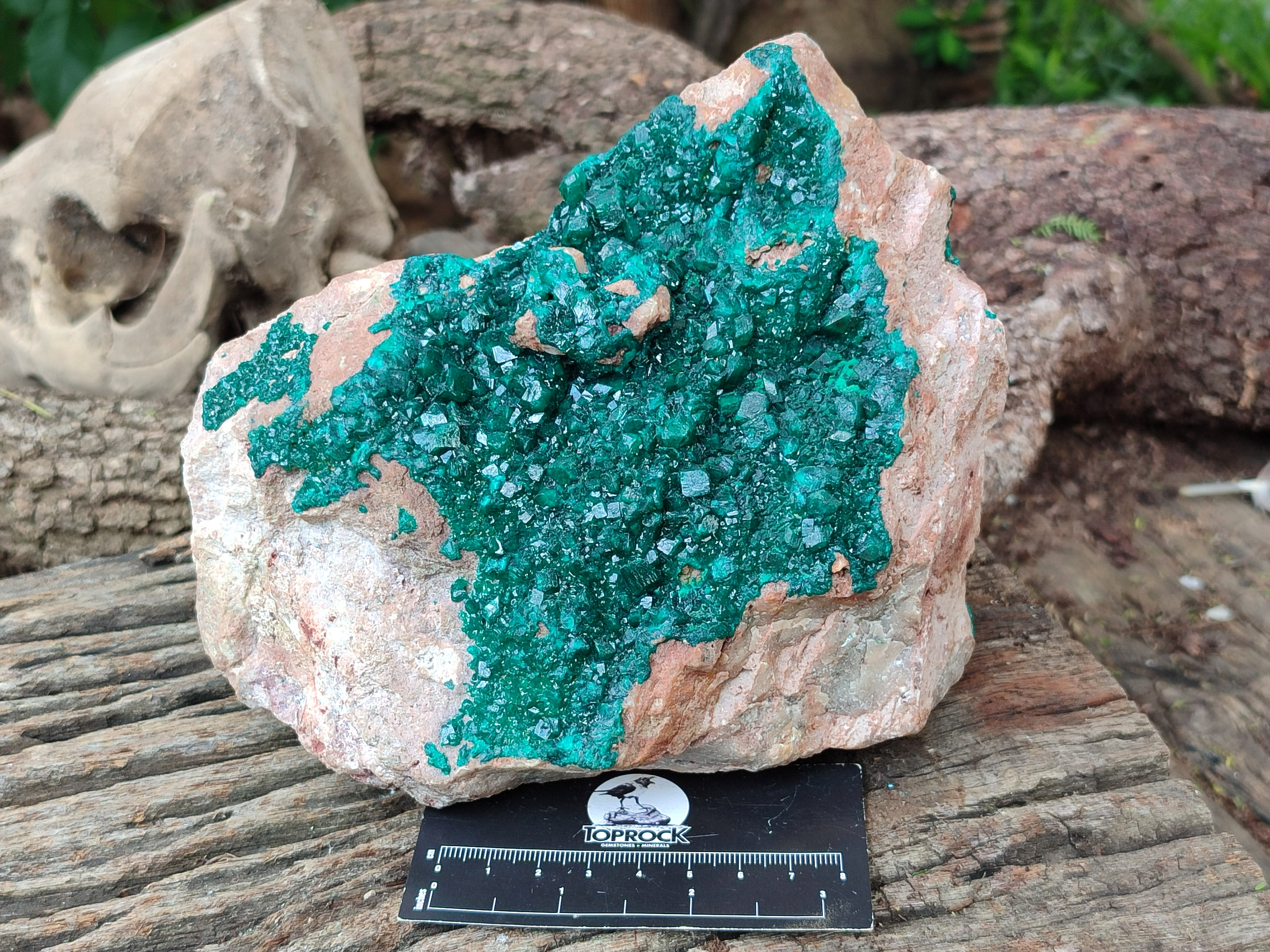 Natural Dioptase On Dolomite Specimens x 1 From Likasi, Congo - Toprock Gemstones and Minerals 