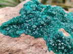 Natural Dioptase On Dolomite Specimens x 1 From Likasi, Congo - Toprock Gemstones and Minerals 