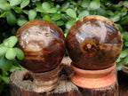 Polished Petrified Wood Sphere's x 3 From Gokwe, Zimbabwe - Toprock Gemstones and Minerals 