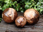 Polished Petrified Wood Sphere's x 3 From Gokwe, Zimbabwe - Toprock Gemstones and Minerals 