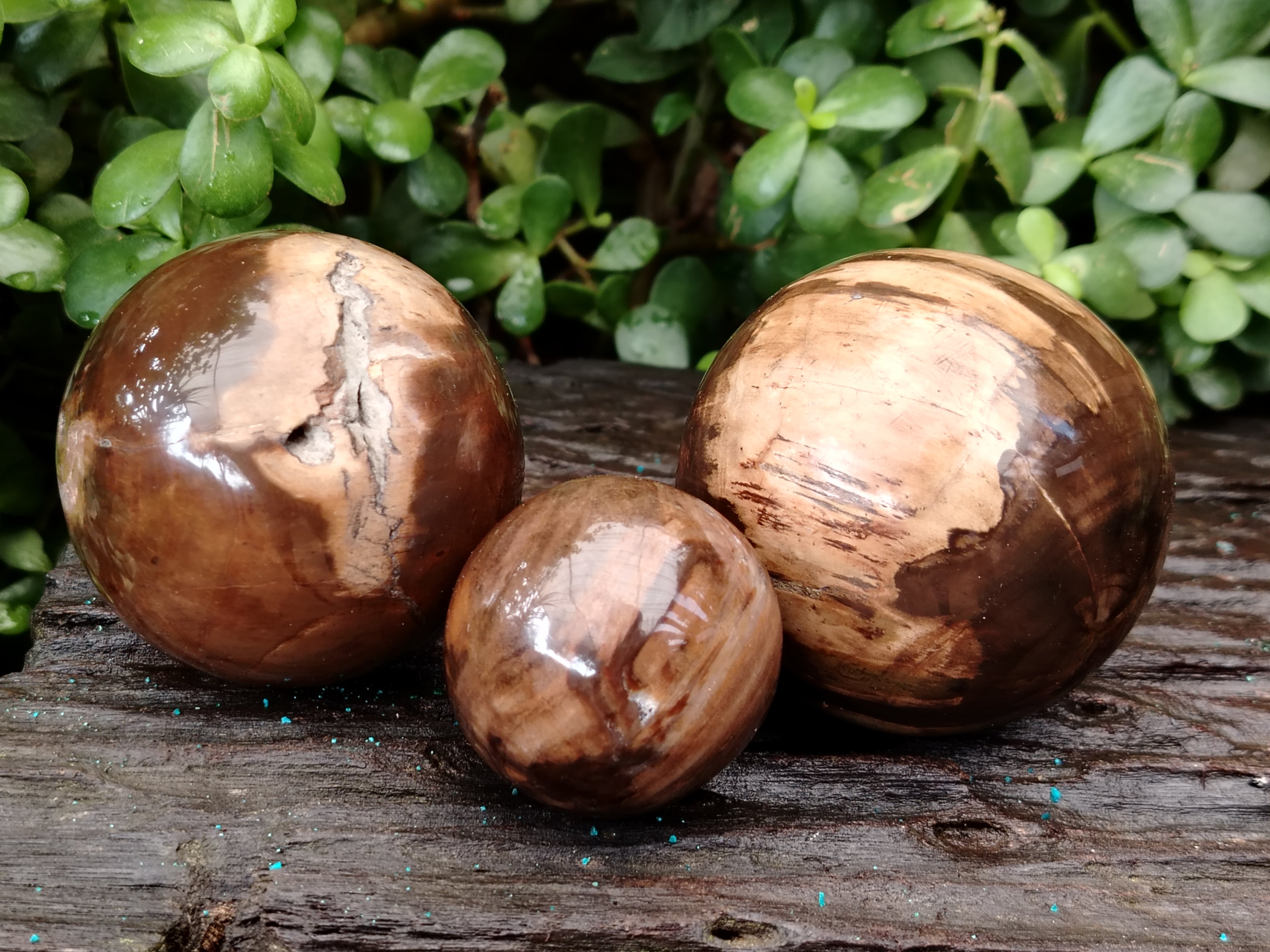 Polished Petrified Wood Sphere's x 3 From Gokwe, Zimbabwe - Toprock Gemstones and Minerals 