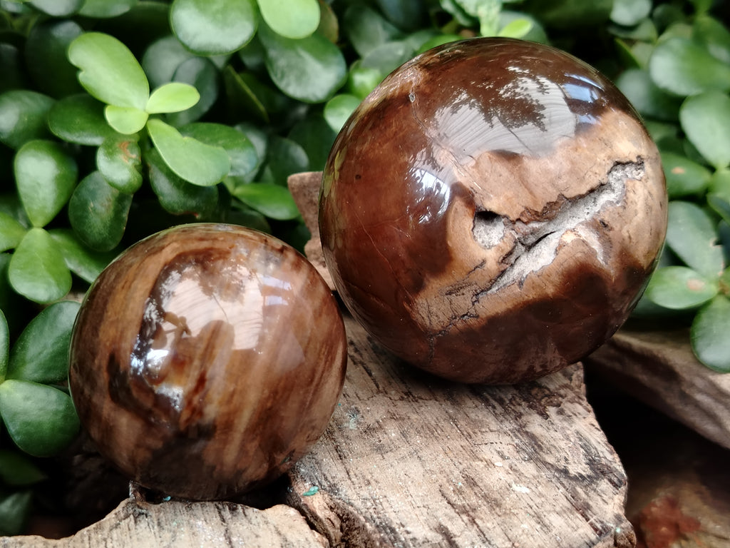 Polished Petrified Wood Sphere's x 3 From Gokwe, Zimbabwe - Toprock Gemstones and Minerals 