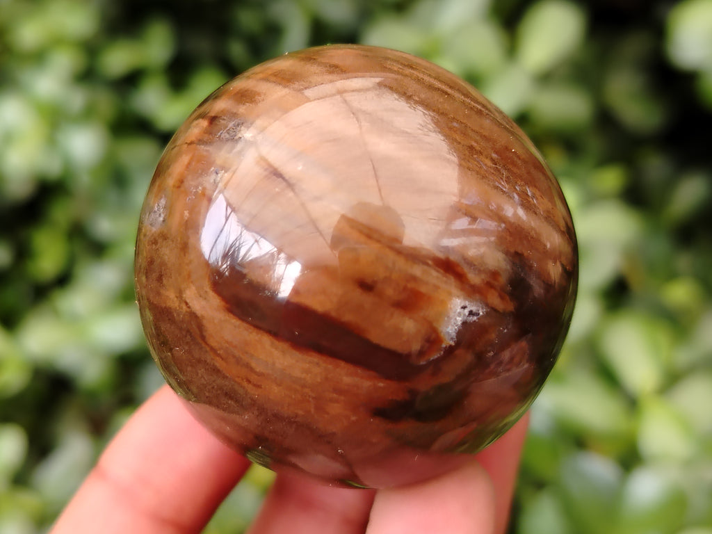 Polished Petrified Wood Sphere's x 3 From Gokwe, Zimbabwe - Toprock Gemstones and Minerals 