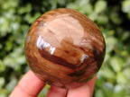 Polished Petrified Wood Sphere's x 3 From Gokwe, Zimbabwe - Toprock Gemstones and Minerals 