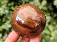 Polished Petrified Wood Sphere's x 3 From Gokwe, Zimbabwe - Toprock Gemstones and Minerals 