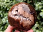 Polished Petrified Wood Sphere's x 3 From Gokwe, Zimbabwe - Toprock Gemstones and Minerals 
