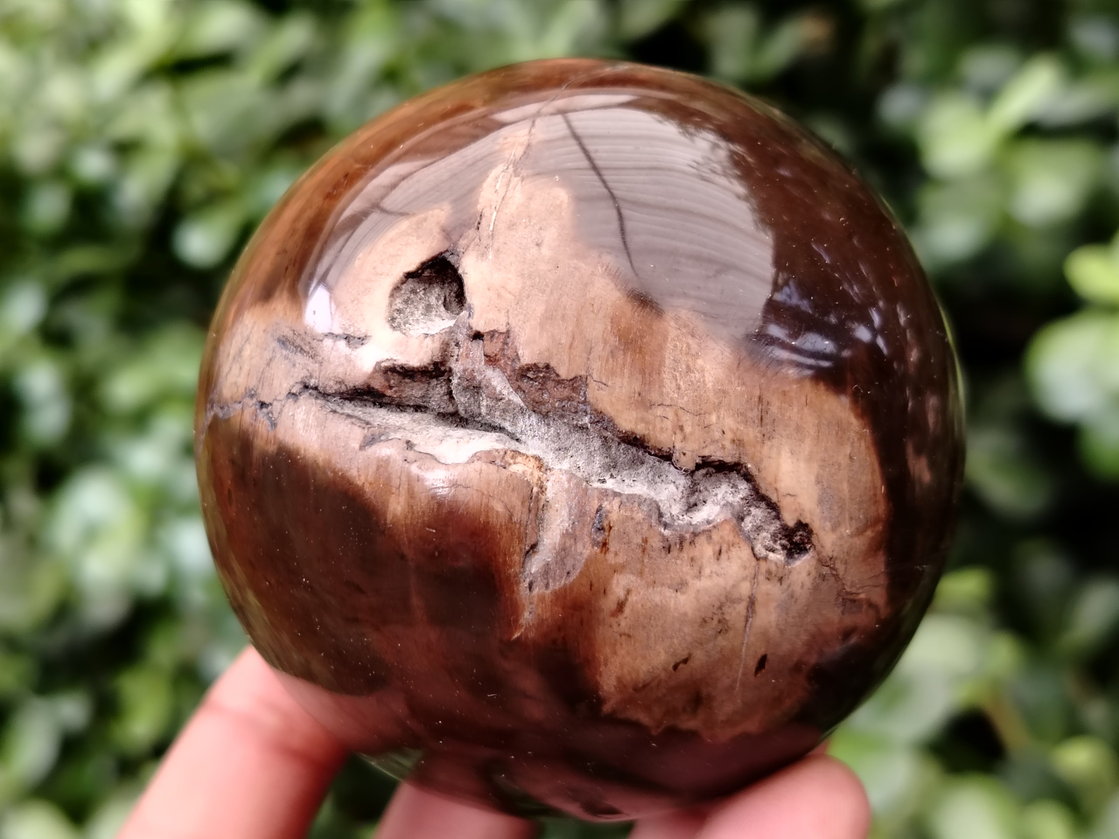 Polished Petrified Wood Sphere's x 3 From Gokwe, Zimbabwe - Toprock Gemstones and Minerals 