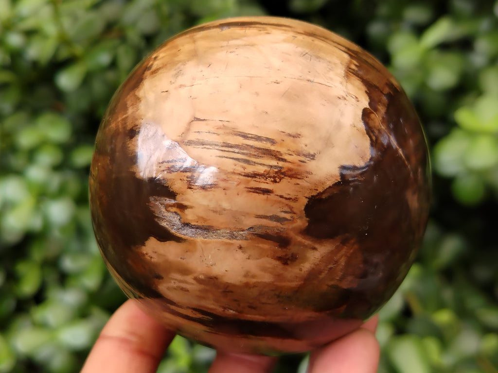 Polished Petrified Wood Sphere's x 3 From Gokwe, Zimbabwe - Toprock Gemstones and Minerals 